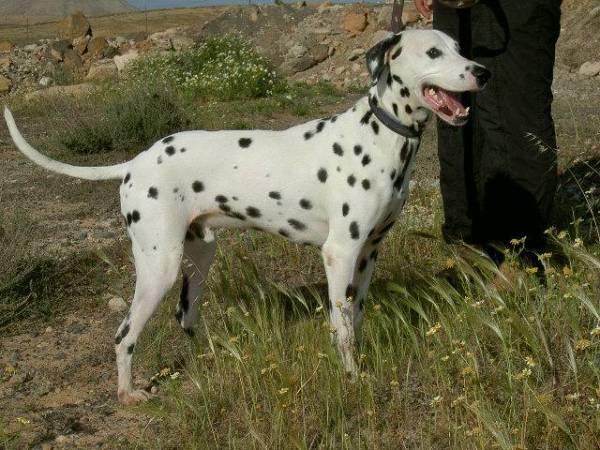 Pongo-lo-03-10.jpg