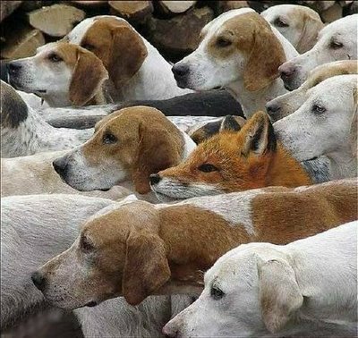 fox_and_hounds.jpg