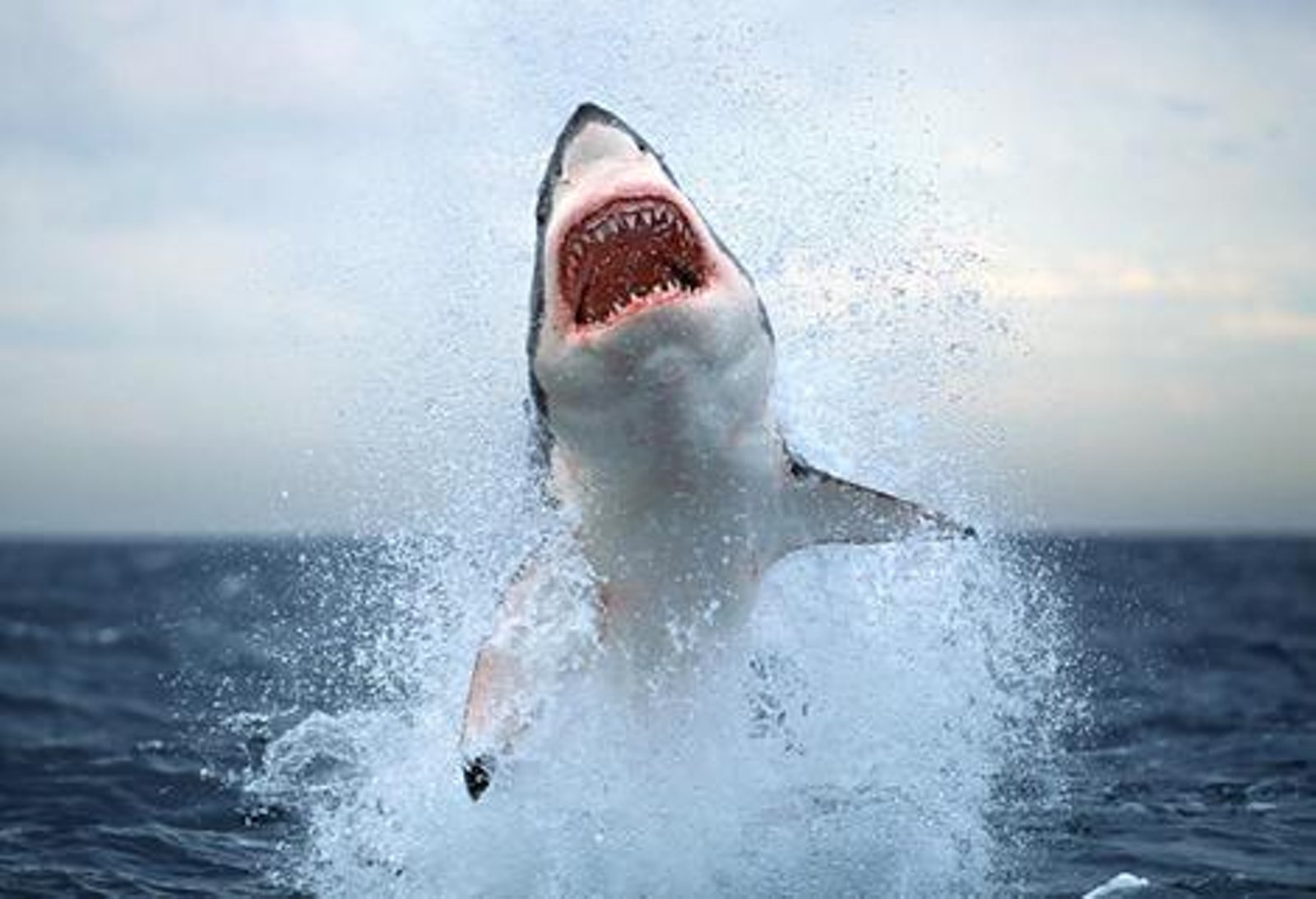 jumping-great-white-shark_1.jpg