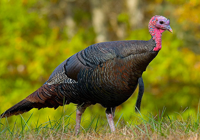 Wild_turkey_eastern_us.jpg