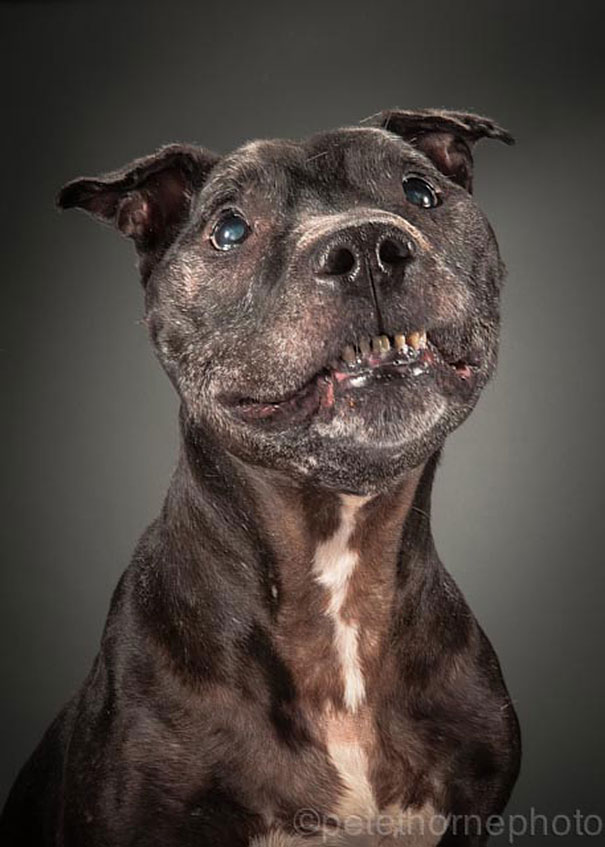 old-faithful-old-dog-portrait-photography-pete-thorne-11.jpg