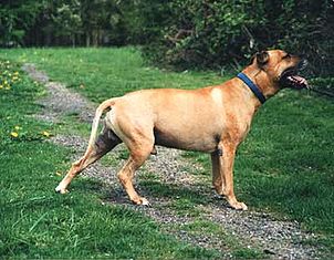 302px-American_Pit_Bull_Terrier_(Bubu).jpg