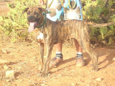 Buddy%20Boxer1-lo-08-09.jpg