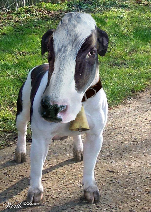Dog-Cow.jpg