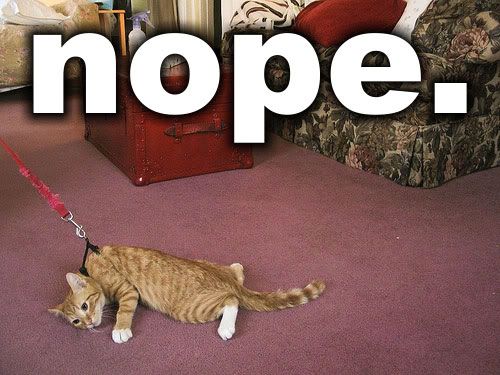 funny-Nope-cat-leash.jpg