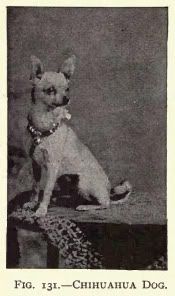 1903_Chihuahua.jpg