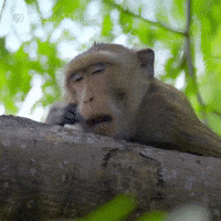Pbs Nature Monday GIF by Nature on PBS