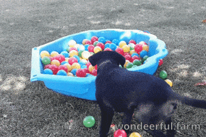 Puppy Dog Fun GIF by Wondeerful farm