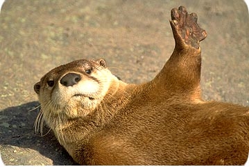 otter-high-five.jpg