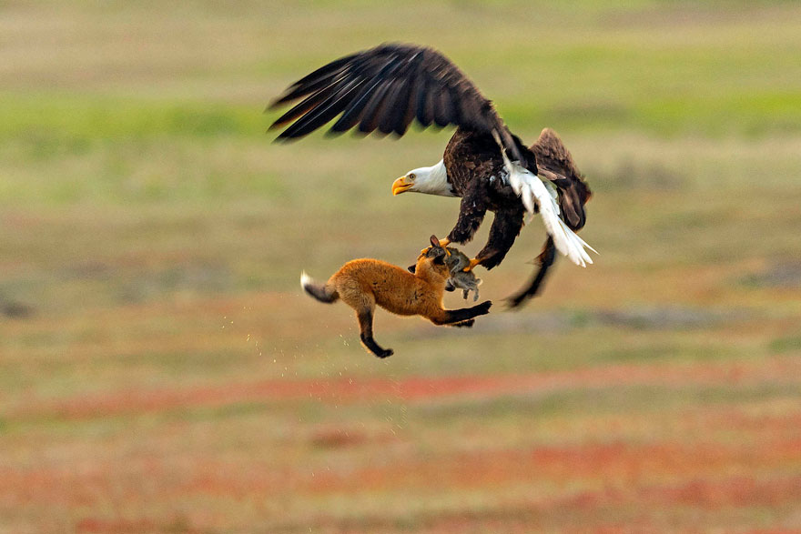 wildlife-photography-eagle-fox-fighting-over-rabbit-kevin-ebi-8-5b0661f2c2717__880.jpg